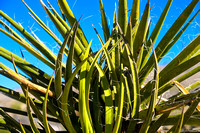 Mojave Desert - Nov. 2023